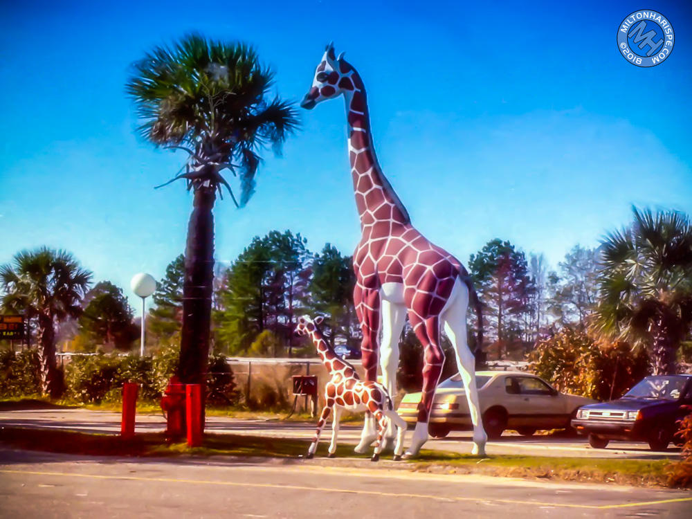 Statues Of Giraffes, Florida (?), USA